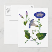 Carte Postale Belle Bleu Brodé Morning Glories (Devant / Derrière)