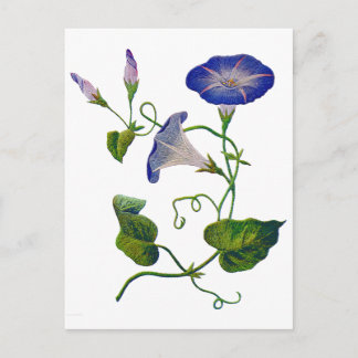 Carte Postale Belle Bleu Brodé Morning Glories