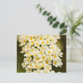 Carte Postale Belle Bridalwreath Florale Spiraea (Debout devant)
