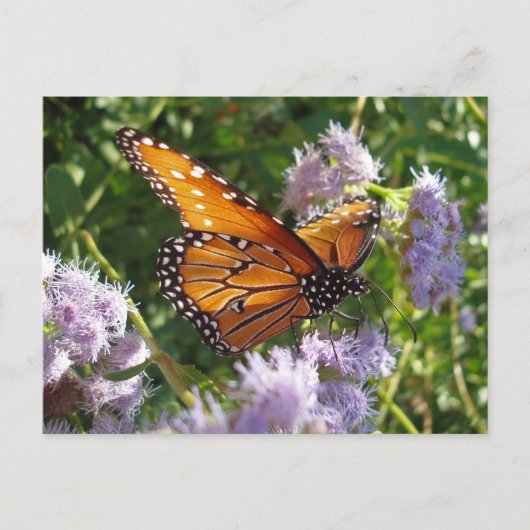 Carte Postale Belle Bright Orange Monarch Butterfly Photo (Devant)