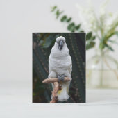 Carte Postale Belle cacatolie blanche (Debout devant)