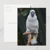 Carte Postale Belle cacatolie blanche (Devant / Derrière)
