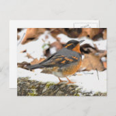 Carte Postale Belle Chanson à Grive Variée sur Snowy Ground (Devant / Derrière)