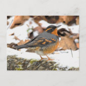 Carte Postale Belle Chanson à Grive Variée sur Snowy Ground (Devant)