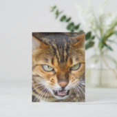 Carte Postale Belle Chat Bengale (Debout devant)