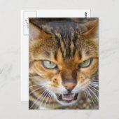 Carte Postale Belle Chat Bengale (Devant / Derrière)