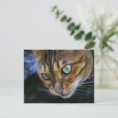 Carte Postale Belle Chat Bengale (Debout devant)