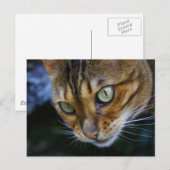 Carte Postale Belle Chat Bengale (Devant / Derrière)