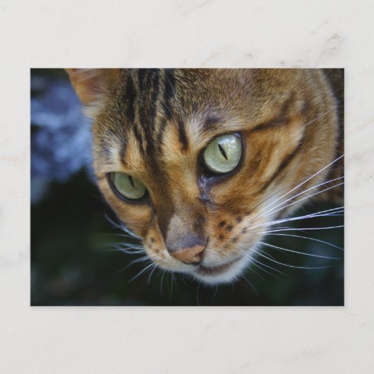 Carte Postale Belle Chat Bengale (Devant)