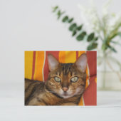 Carte Postale Belle Chat Bengale (Debout devant)