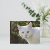 Carte Postale Belle Chat Blanc (Debout devant)