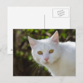 Carte Postale Belle Chat Blanc (Devant / Derrière)