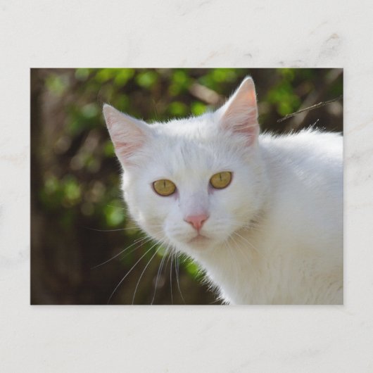 Carte Postale Belle Chat Blanc (Devant)