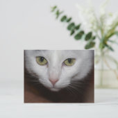 Carte Postale Belle Chat Blanc (Debout devant)