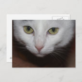 Carte Postale Belle Chat Blanc (Devant / Derrière)