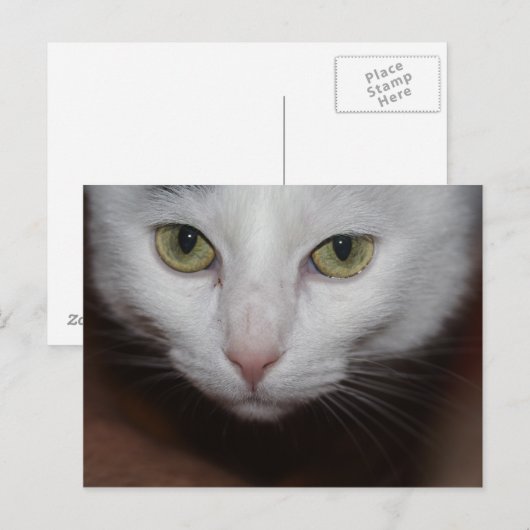 Carte Postale Belle Chat Blanc (Devant / Derrière)