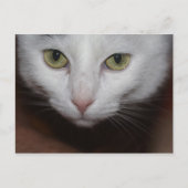 Carte Postale Belle Chat Blanc (Devant)