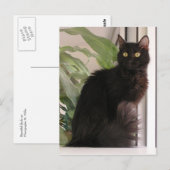 Carte Postale Belle Chat Noir (Devant / Derrière)