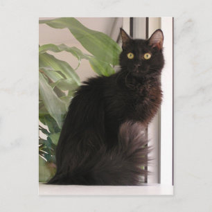 Carte Postale Belle Chat Noir
