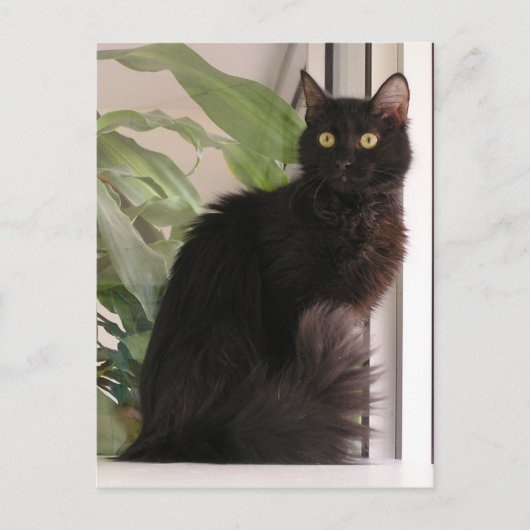 Carte Postale Belle Chat Noir (Devant)