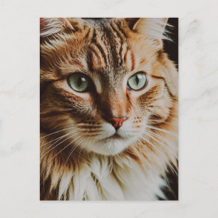 CARTE POSTALE BELLE CHAT TIGRÉ