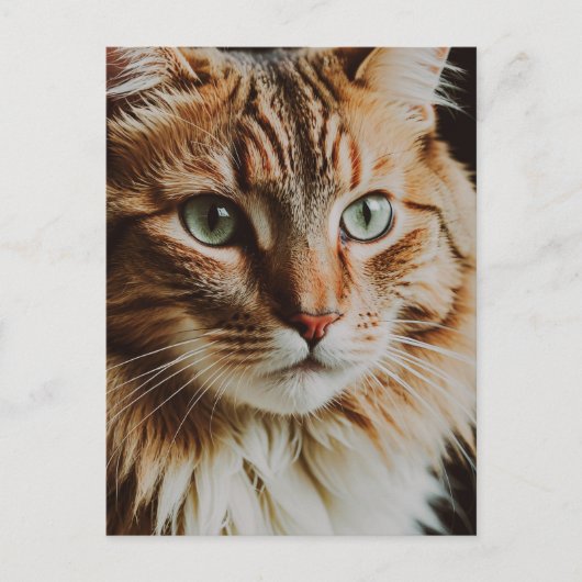 CARTE POSTALE BELLE CHAT TIGRÉ (Devant)