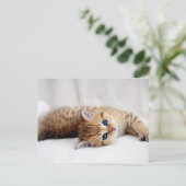 Carte Postale Belle chatte à table orange aux yeux bleus (Debout devant)