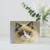 Carte Postale Belle chatte de poupée avec yeux bleus (Debout devant)