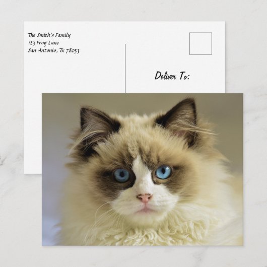 Carte Postale Belle chatte de poupée avec yeux bleus (Devant / Derrière)