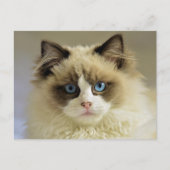 Carte Postale Belle chatte de poupée avec yeux bleus (Devant)