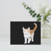 Carte Postale belle chatte gingembre et blanc (Debout devant)