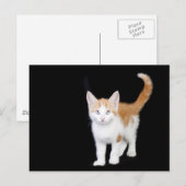 Carte Postale belle chatte gingembre et blanc (Devant / Derrière)