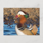 Carte Postale Belle Chatty Mandarin Canard à l'étang (Devant)