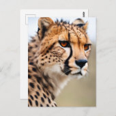Carte Postale Belle Cheetah (Devant / Derrière)