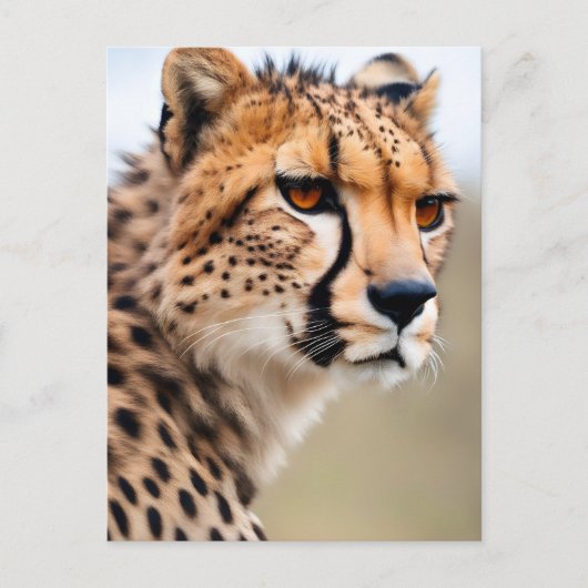 Carte Postale Belle Cheetah (Devant)