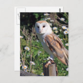 Carte Postale Belle chouette de grange (Devant / Derrière)