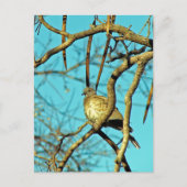 Carte Postale Belle colombe dans un arbre (Devant)