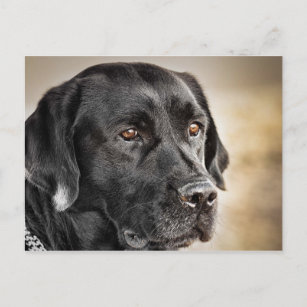 Carte Postale Belle conception de chien Black Labrador Retriever