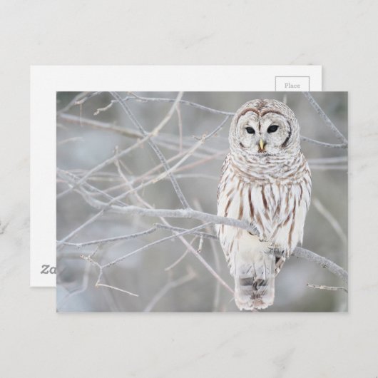 Carte Postale Belle conception de Chouette blanche (Devant / Derrière)