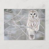 Carte Postale Belle conception de Chouette blanche (Devant)