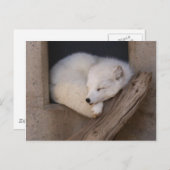 Carte Postale Belle couche de Fox arctique (Devant / Derrière)