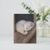 Carte Postale Belle couche de Fox arctique (Debout devant)