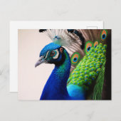 Carte Postale Belle couleur Peacock Paon Bird faune (Devant / Derrière)