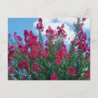 Belle Crepe Myrtle Fleurs Nature Photographie