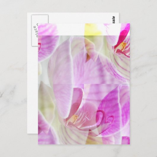 Carte Postale Belle et délicate orchidée florale (Devant / Derrière)