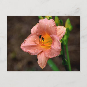 Carte Postale Belle Fleur Daylily