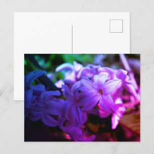 Carte Postale Belle Fleur de Jacinthe (Hyacinthus)