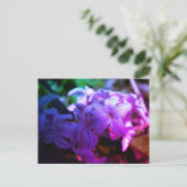Carte Postale Belle Fleur de Jacinthe (Hyacinthus) (Debout devant)