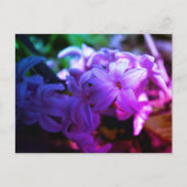 Carte Postale Belle Fleur de Jacinthe (Hyacinthus) (Devant)