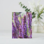 Carte Postale Belle fleur de lavande violette (Debout devant)